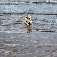Ezra is registered to the contest to win money with this photo: dog, labrador, water, ocean, beach, waves, shallow_water, animal, pet, canine, outdoor, sea, sand, harness, playing, lying_down, nature, summer, daytime, reflection