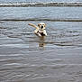 dog, labrador, water, ocean, beach, waves, shallow_water, animal, pet, canine, outdoor, sea, sand, harness, playing, lying_down, nature, summer, daytime, reflection