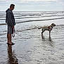 Ezra joined the competition — help win amazing prizes! man, dog, beach, sea, leash, water, wet_sand, cloudy_sky, reflection, casual_clothing, labrador_retriever, standing, outdoor, calm, waves, footwear, glasses, harness, summer, nature