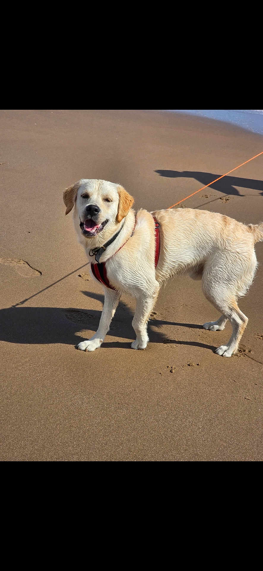 Ezra joined the competition — help win amazing prizes! dog, golden_retriever, beach, sand, wet_fur, harness, leash, sunny, shadow, canine, pet, outdoor, smiling, happy, animal, summer, nature, walking, playing, water