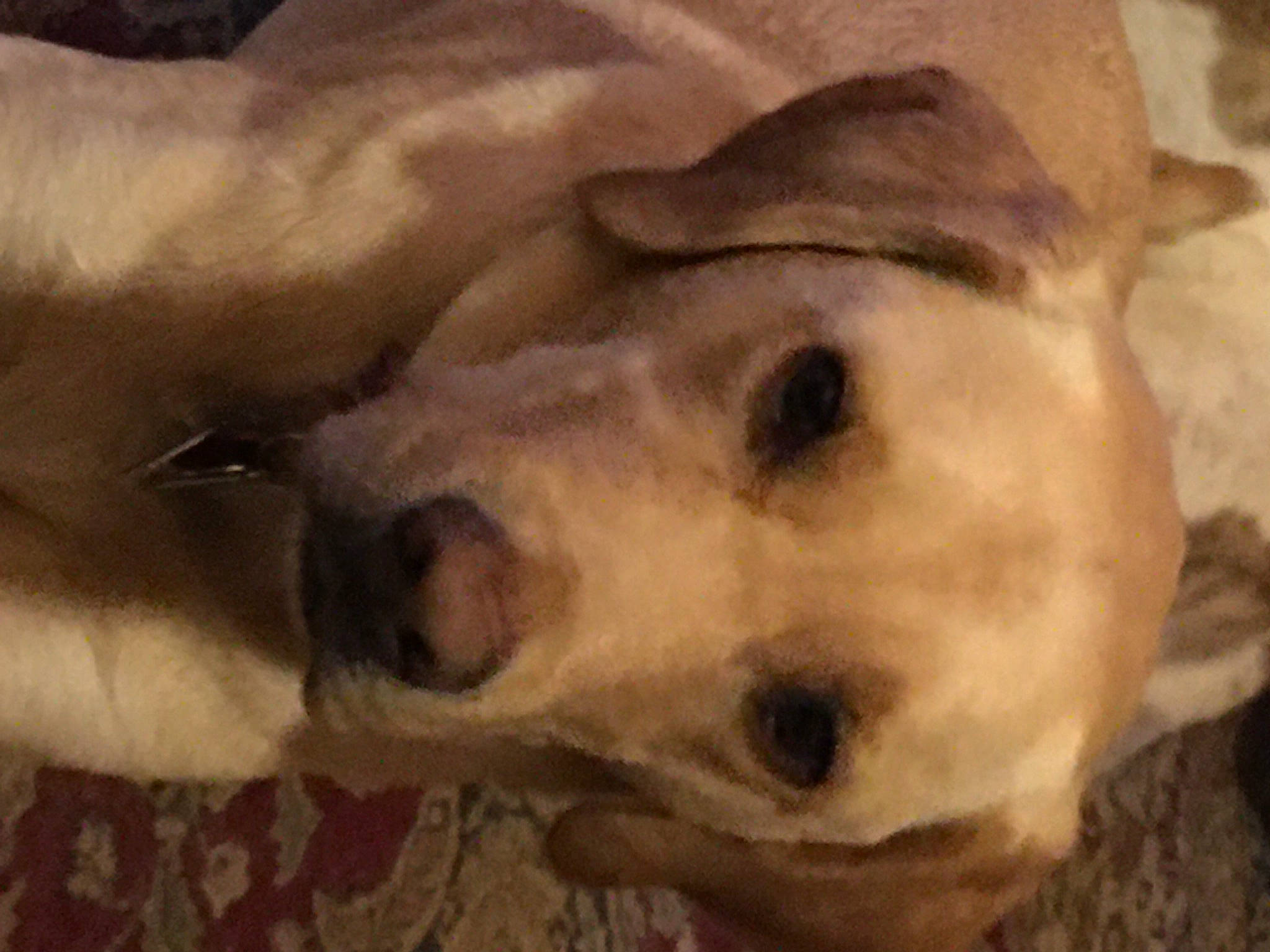 Tucker is registered to the contest to win money with this photo: canidae, carnivore, companion_dog, dog, dog_breed, fawn, mammal, snout, sporting_group, vertebrate, whiskers, working_animal, working_dog