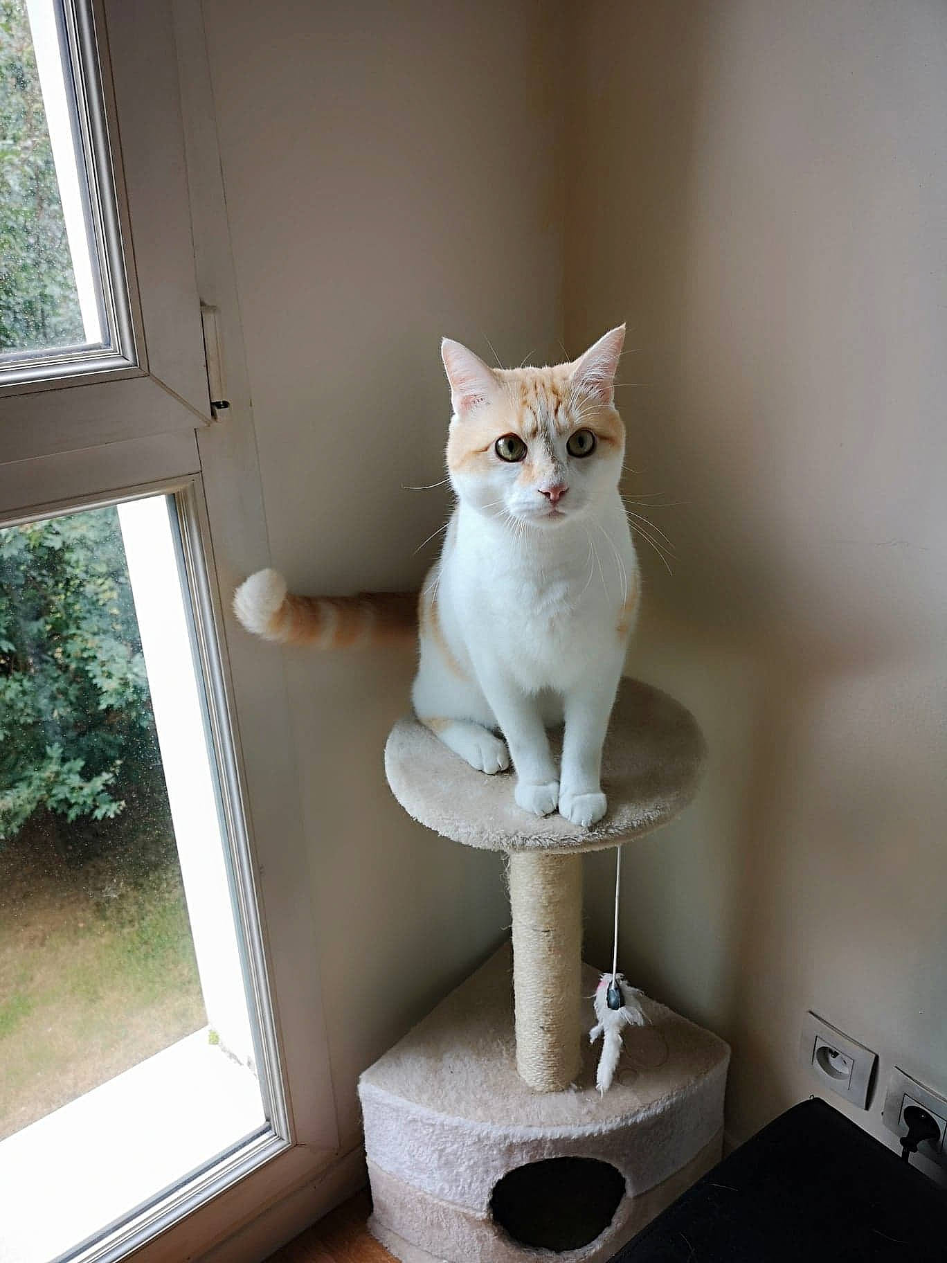 Moogly participe au concours pour gagner de l'argent avec cette photo : burmilla, carnivoran, cat, cat_like_mammal, domestic_short_haired_cat, european_shorthair, fur, kitten, person, small_to_medium_sized_cats, whiskers