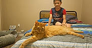 Larry is registered to the contest to win money with this photo: cat, orange_cat, child, bedroom, bed, blanket, striped_blanket, sitting, pet, indoor, home, sleeping_area, furniture, person, portrait, relaxed, fluffy, ginger_fur, domestic_animal, cozy