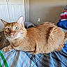 Larry is registered to the contest to win money with this photo: cat, orange_cat, tabby, pet, animal, feline, whiskers, green_eyes, ears, fur, lying_down, bed, blanket, bedroom, indoors, home, closet, folded_clothes, striped_bedding, portrait