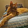 Larry is registered to the contest to win money with this photo: cat, orange_cat, ginger_cat, feline, pet, animal, whiskers, ears, eyes, fur, lying_down, stretching, paws, bed, bedroom, blanket, striped_bedding, indoor, portrait, relaxed