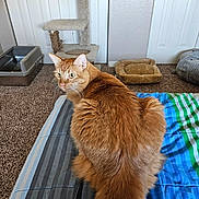 Larry joined the competition — help win amazing prizes! cat, orange_cat, tabby, pet, feline, animal, whiskers, ears, green_eyes, fur, long_hair, sitting, looking_at_camera, indoors, bed, blanket, cat_tree, litter_box, pet_bed, home