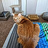 cat, orange_cat, tabby, pet, feline, animal, whiskers, ears, green_eyes, fur, long_hair, sitting, looking_at_camera, indoors, bed, blanket, cat_tree, litter_box, pet_bed, home