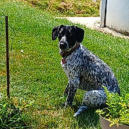 Pips a rejoint le concours — aidez-le/la à gagner de superbes lots ! animal, black_and_white, canine, collar, daylight, dog, ears, fence, grass, greenery, nature, outdoor, pet, plant, potted_plant, sitting, spot, summer, sunlight, yard