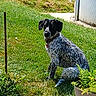 animal, black_and_white, canine, collar, daylight, dog, ears, fence, grass, greenery, nature, outdoor, pet, plant, potted_plant, sitting, spot, summer, sunlight, yard