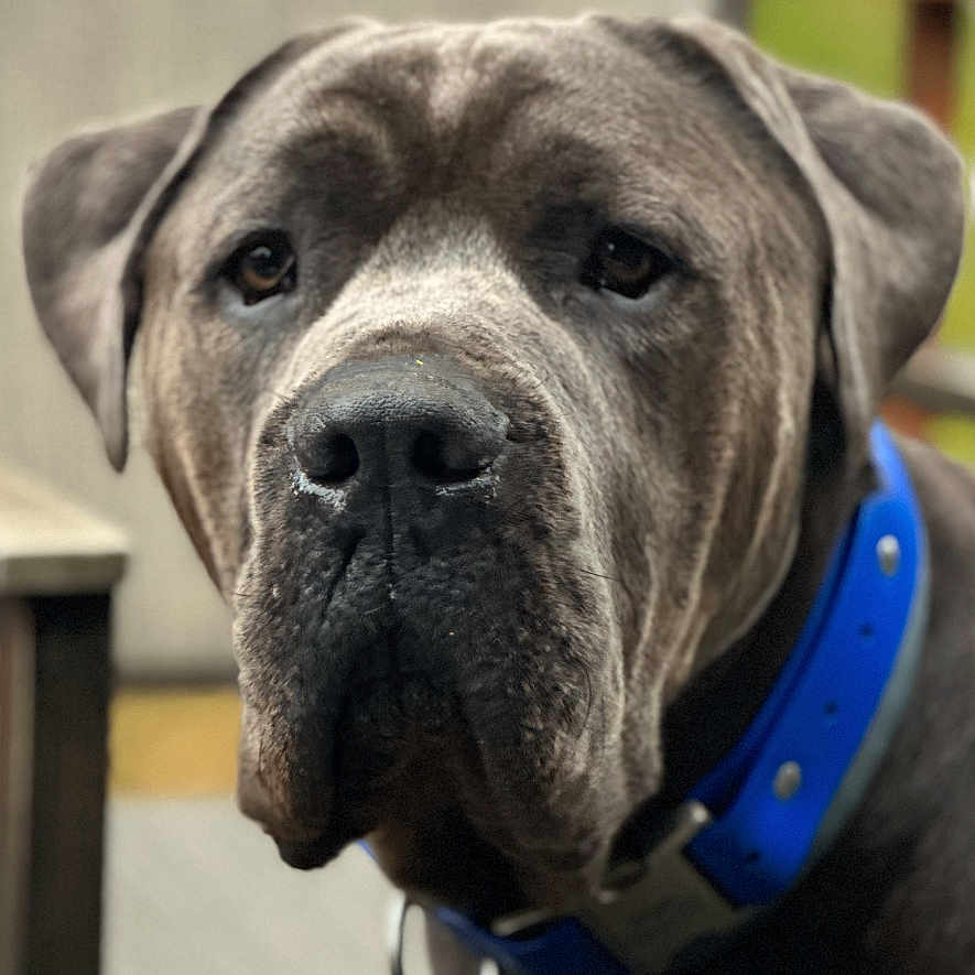 Chet is registered to the contest to win money with this photo: accessories, animal, boxer, bulldog, canine, collar, dog, frenchbulldog, greatdane, hound, labradorretriever, pet, pitbull, pointer, puppy, snout, strap, terrier, water, waterfront