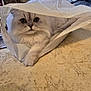 animal, cat, cozy, curious, cute, domestic, eyes, floor, fluffy, furniture, household, indoor, marble_floor, paw, pet, plastic_bag, portrait, relaxed, whiskers, white_cat