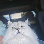 Chloe Jones joined the competition — help win amazing prizes! animal, car_interior, cat, closeup, companion, cute, domestic_cat, feline, fluffy, fur, green_eyes, indoors, looking_up, pet, portrait, seated, soft_light, whiskers, white_cat, window