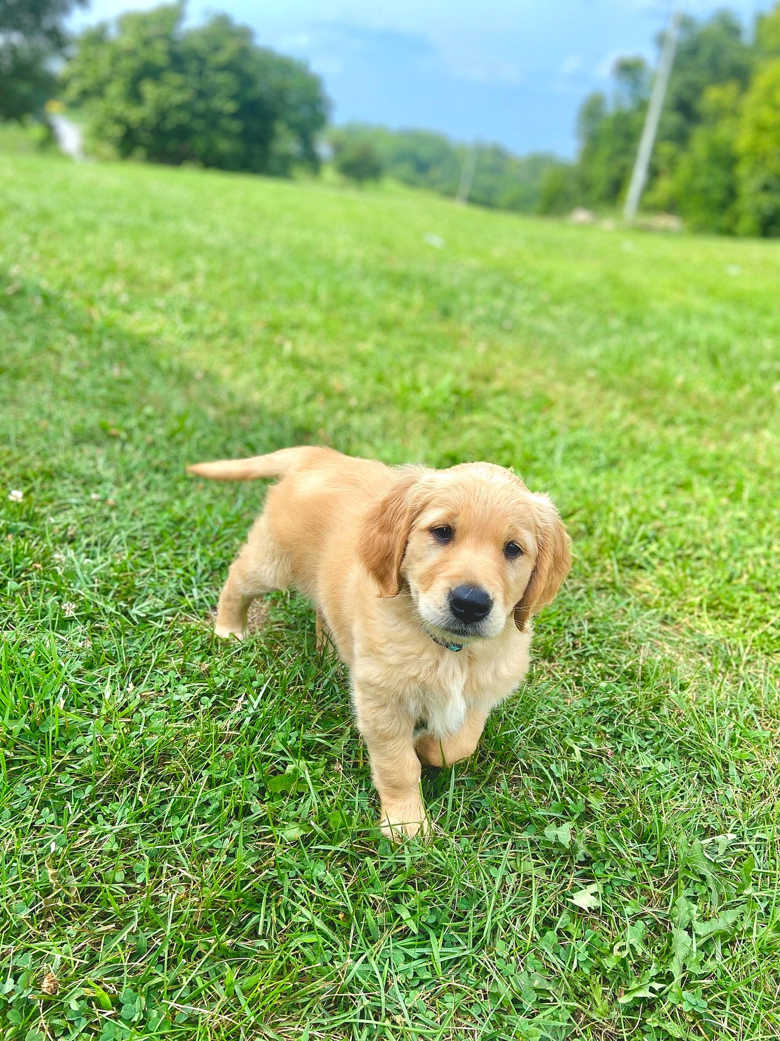 Nova joined the competition — help win amazing prizes! canidae, carnivore, cloud, collar, companion_dog, dog, dog_breed, fawn, golden_retriever, grass, grassland, gun_dog, plant, retriever, sky, sporting_group, summer, tail, tree, working_animal