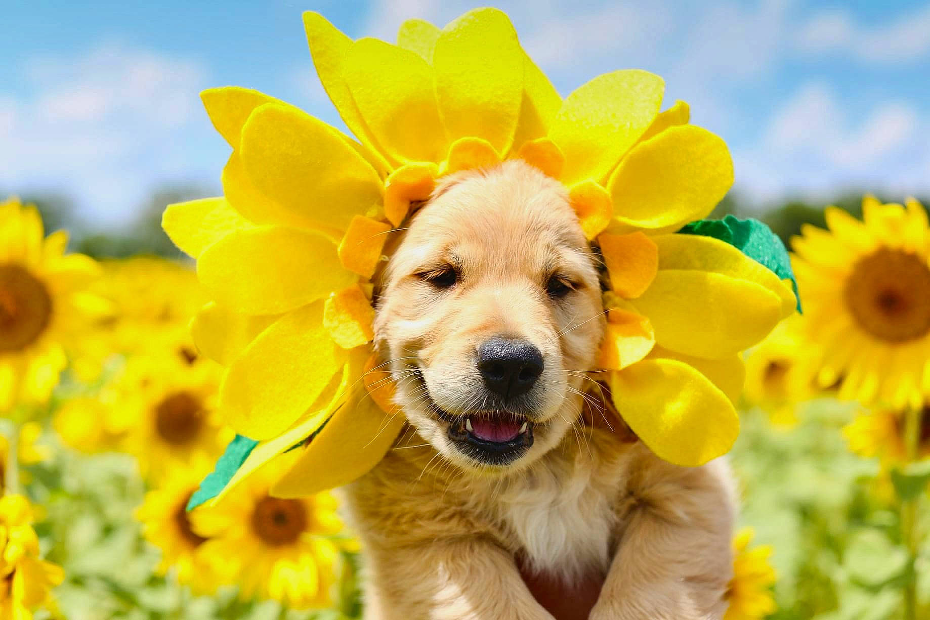 Nova is registered to the contest to win money with this photo: carnivore, cloud, companion_dog, dog, dog_breed, field, flower, grass, grassland, happy, hat, meadow, people_in_nature, petal, plant, sky, smile, snout, sporting_group, yellow