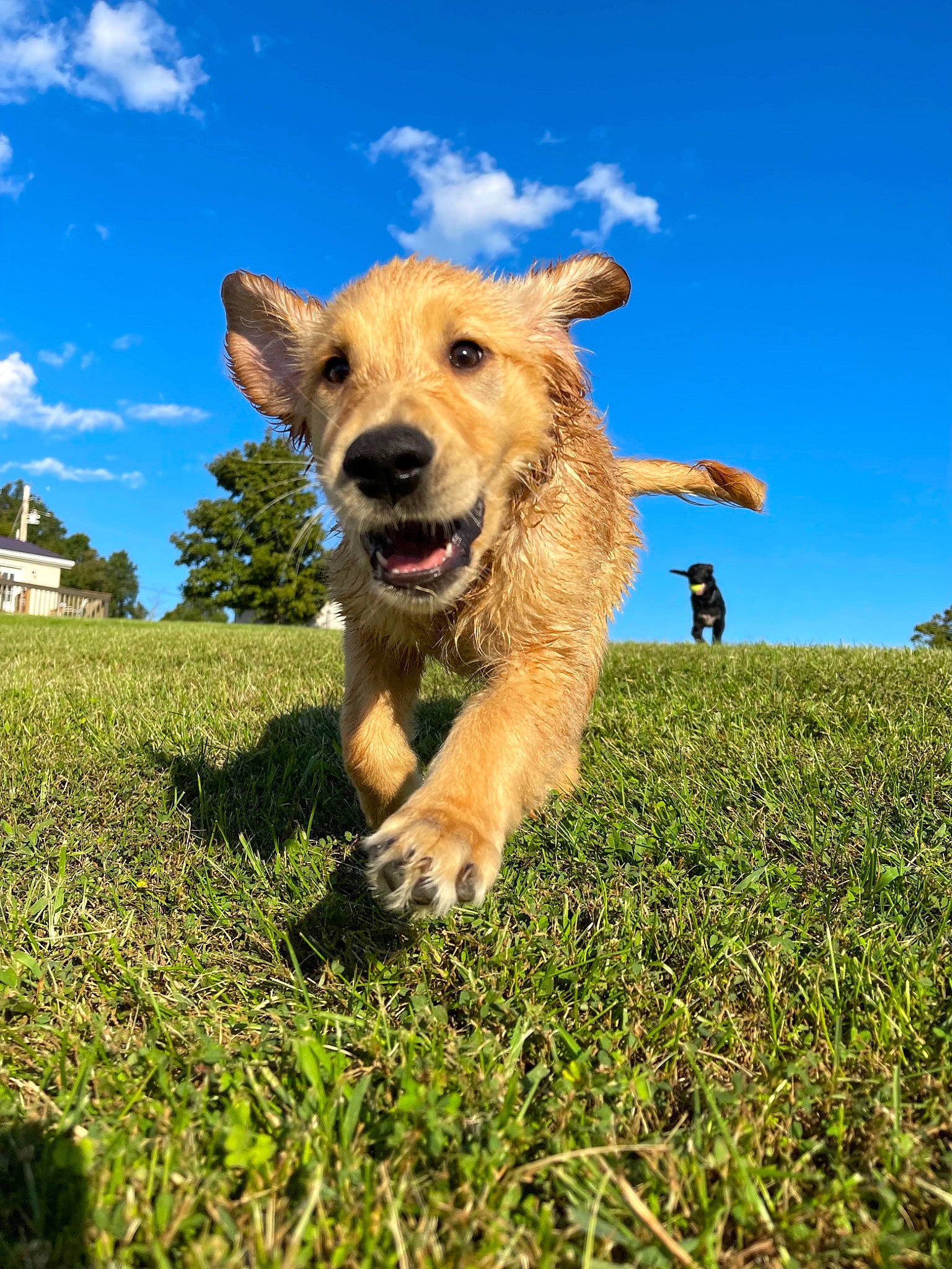 Nova joined the competition — help win amazing prizes! canidae, carnivore, cloud, companion_dog, disc_dog, dog, dog_breed, fawn, gesture, grass, grassland, happy, people_in_nature, plant, sky, smile, snout, tail, tree, window