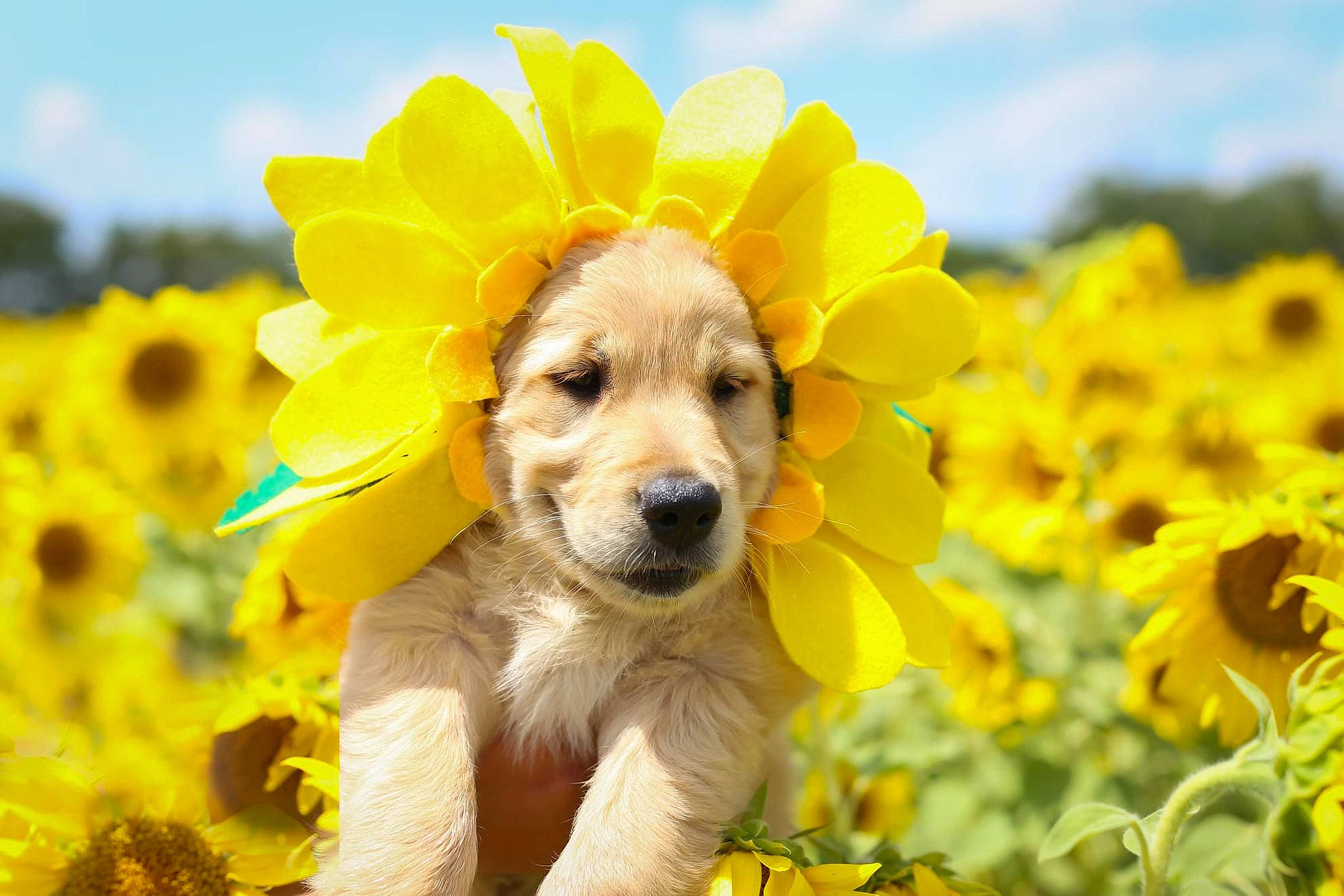 Nova joined the competition — help win amazing prizes! carnivore, close_up, cloud, companion_dog, daytime, dog, dog_breed, field, flower, flowering_plant, grass, grassland, happy, landscape, meadow, people_in_nature, petal, plant, sky, yellow