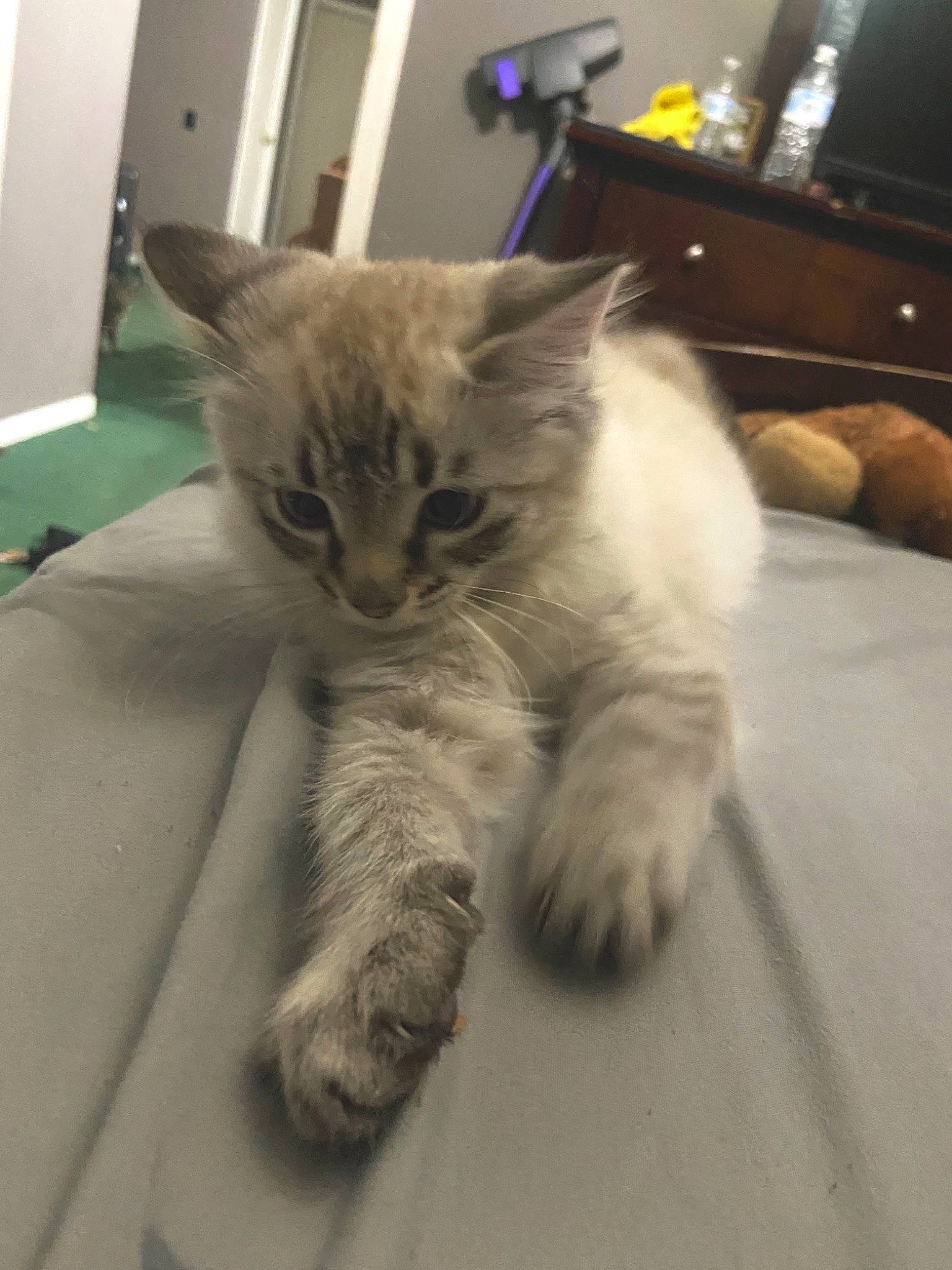 Steel joined the competition — help win amazing prizes! box, carnivore, cat, claw, comfort, couch, domestic_short_haired_cat, fawn, felidae, flooring, fur, nap, paw, small_to_medium_sized_cats, snout, tail, television, whiskers