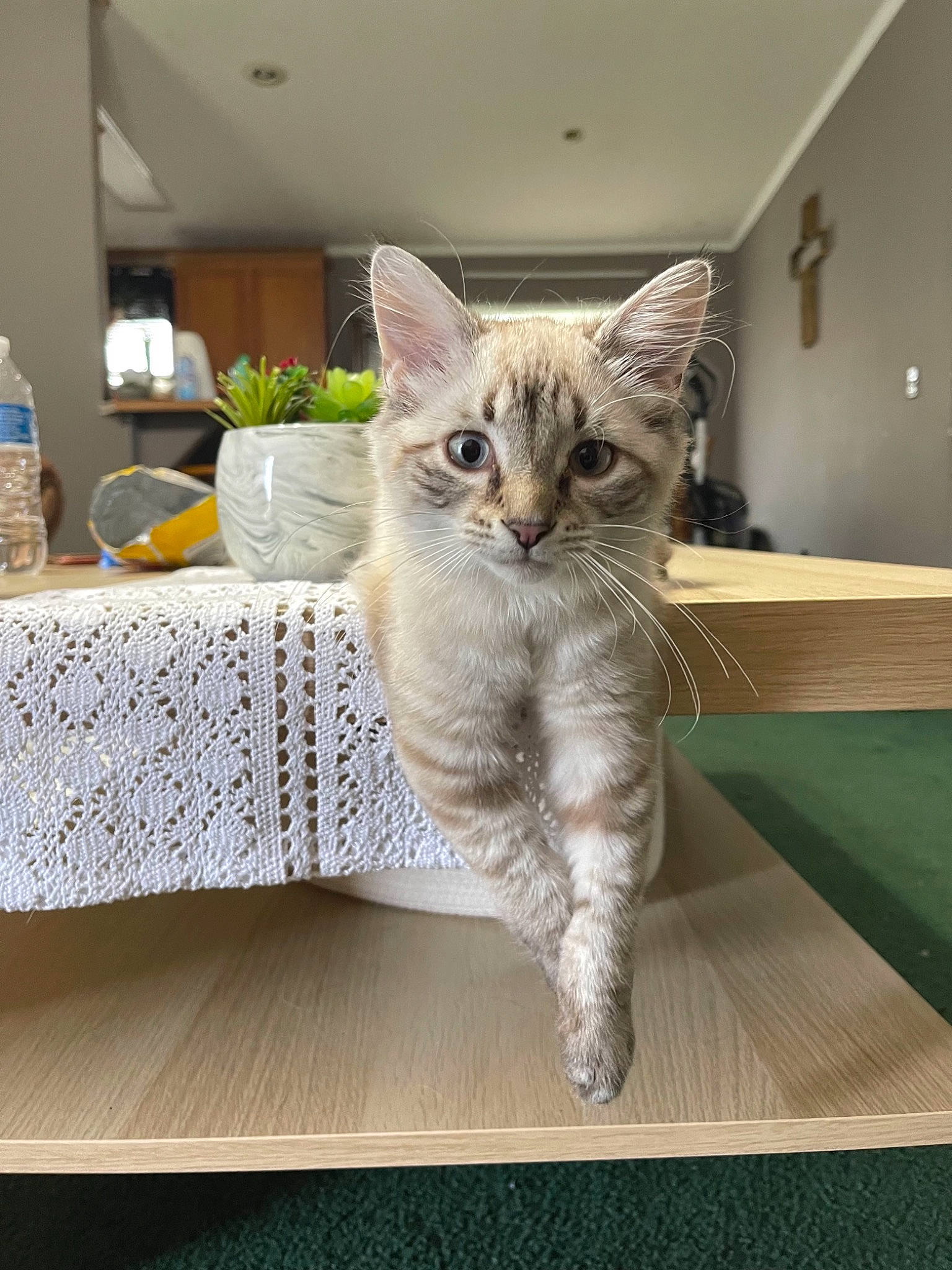 Steel is registered to the contest to win money with this photo: carnivore, cat, comfort, couch, domestic_short_haired_cat, door, fawn, felidae, fur, grey, paw, plant, rectangle, room, small_to_medium_sized_cats, table, tail, water_bottle, whiskers, window