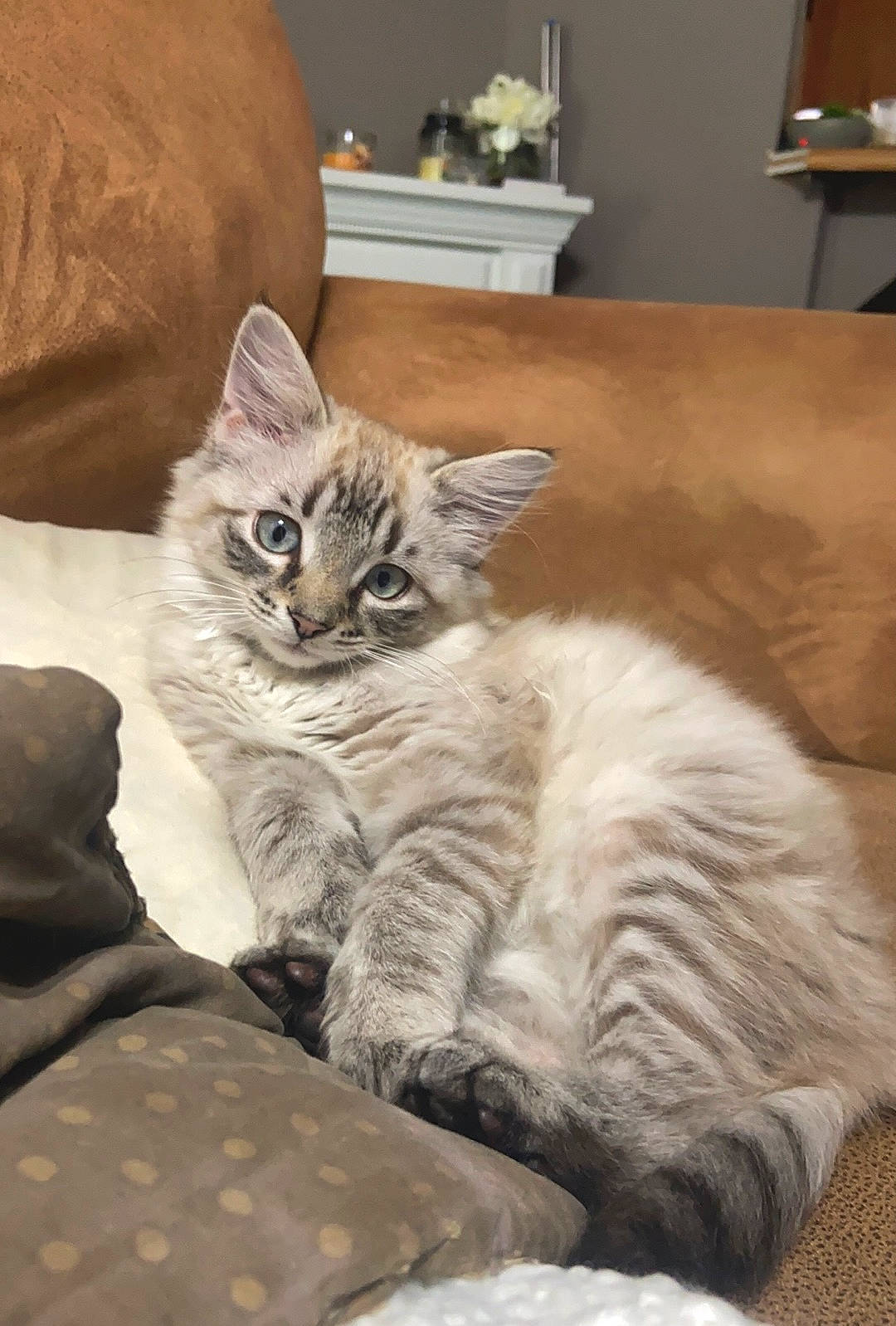 Steel joined the competition — help win amazing prizes! carnivore, cat, claw, comfort, couch, domestic_short_haired_cat, door, felidae, flowerpot, fur, furniture, grey, houseplant, paw, room, small_to_medium_sized_cats, snout, tail, whiskers, window