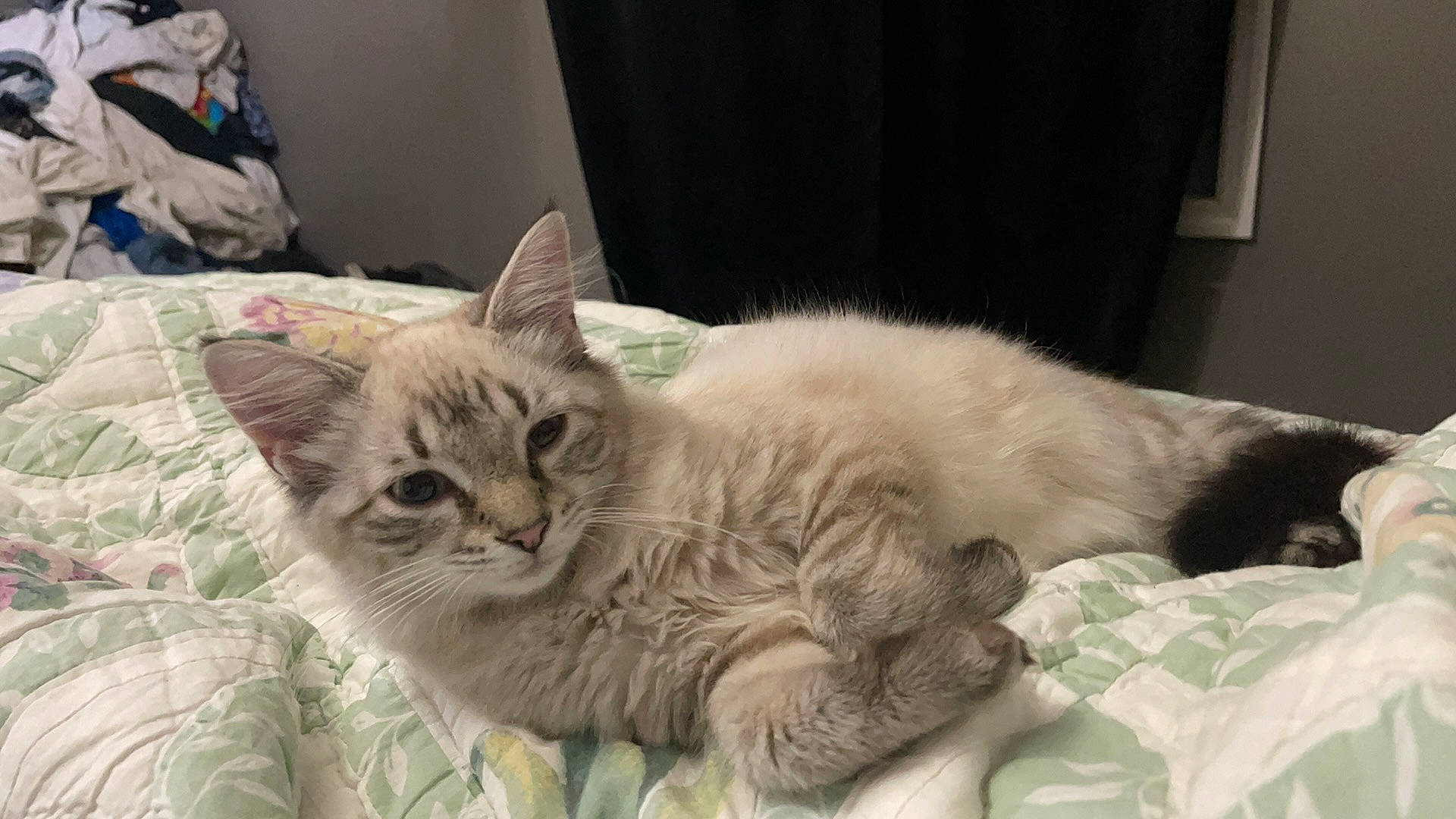 Steel joined the competition — help win amazing prizes! bed, carnivore, cat, cat_bed, cat_supply, claw, comfort, couch, curtain, domestic_short_haired_cat, fawn, felidae, fur, linens, nap, paw, small_to_medium_sized_cats, snout, tail, whiskers