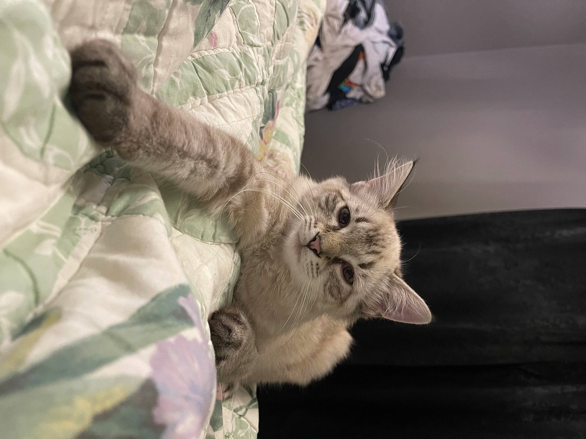 Steel is registered to the contest to win money with this photo: bed, carnivore, cat, claw, comfort, domestic_short_haired_cat, felidae, fur, gesture, grey, linens, military_camouflage, paw, plant, small_to_medium_sized_cats, snout, t_shirt, tail, whiskers, window