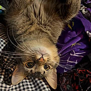 Nissa joined the competition — help win amazing prizes! cat, tabby, upside_down, whiskers, curious, fabric, pattern, plaid, purple, clothing, soft, pet, indoor, cute, playful, closeup, fur, animal, relaxed, eyes