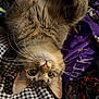 cat, tabby, upside_down, whiskers, curious, fabric, pattern, plaid, purple, clothing, soft, pet, indoor, cute, playful, closeup, fur, animal, relaxed, eyes