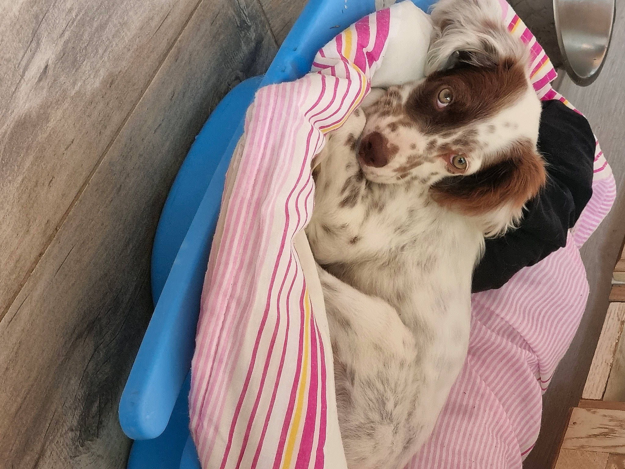 Uma participe au concours pour gagner de l'argent avec cette photo : canidae, carnivore, cocker_spaniel, collar, companion_dog, dog, dog_breed, dog_collar, dog_supply, fawn, felidae, fur, leash, pet_supply, snout, spaniel, sporting_group, toy_dog, whiskers, working_animal