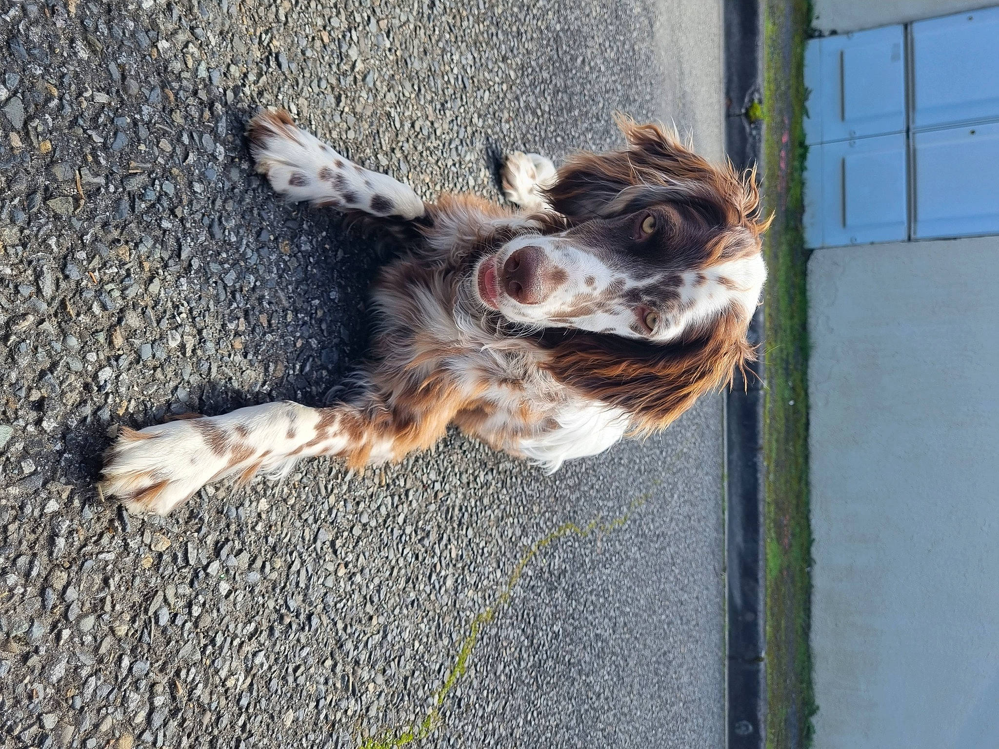 Uma participe au concours pour gagner de l'argent avec cette photo : asphalt, carnivore, companion_dog, dog, dog_breed, fawn, felidae, fur, liver, road_surface, snout, soil, sporting_group, tail, terrestrial_animal, whiskers, window, wing, wood, working_animal