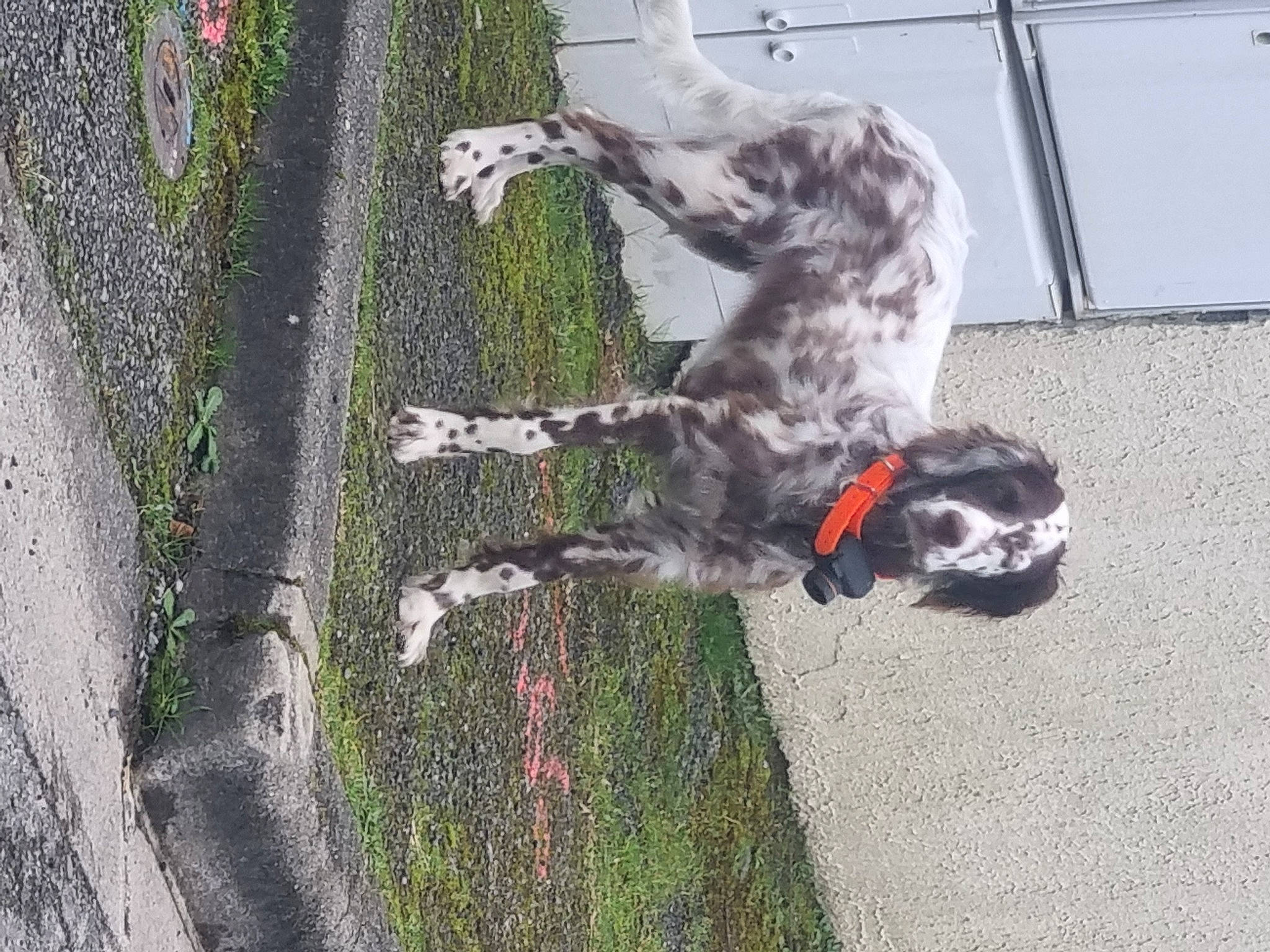 Uma participe au concours pour gagner de l'argent avec cette photo : asphalt, australian_stumpy_tail_cattle_dog, canidae, carnivore, collar, companion_dog, concrete, dog, dog_breed, dog_collar, dog_supply, grass, leash, pet_supply, plant, road_surface, sidewalk, snout, sporting_group, tail