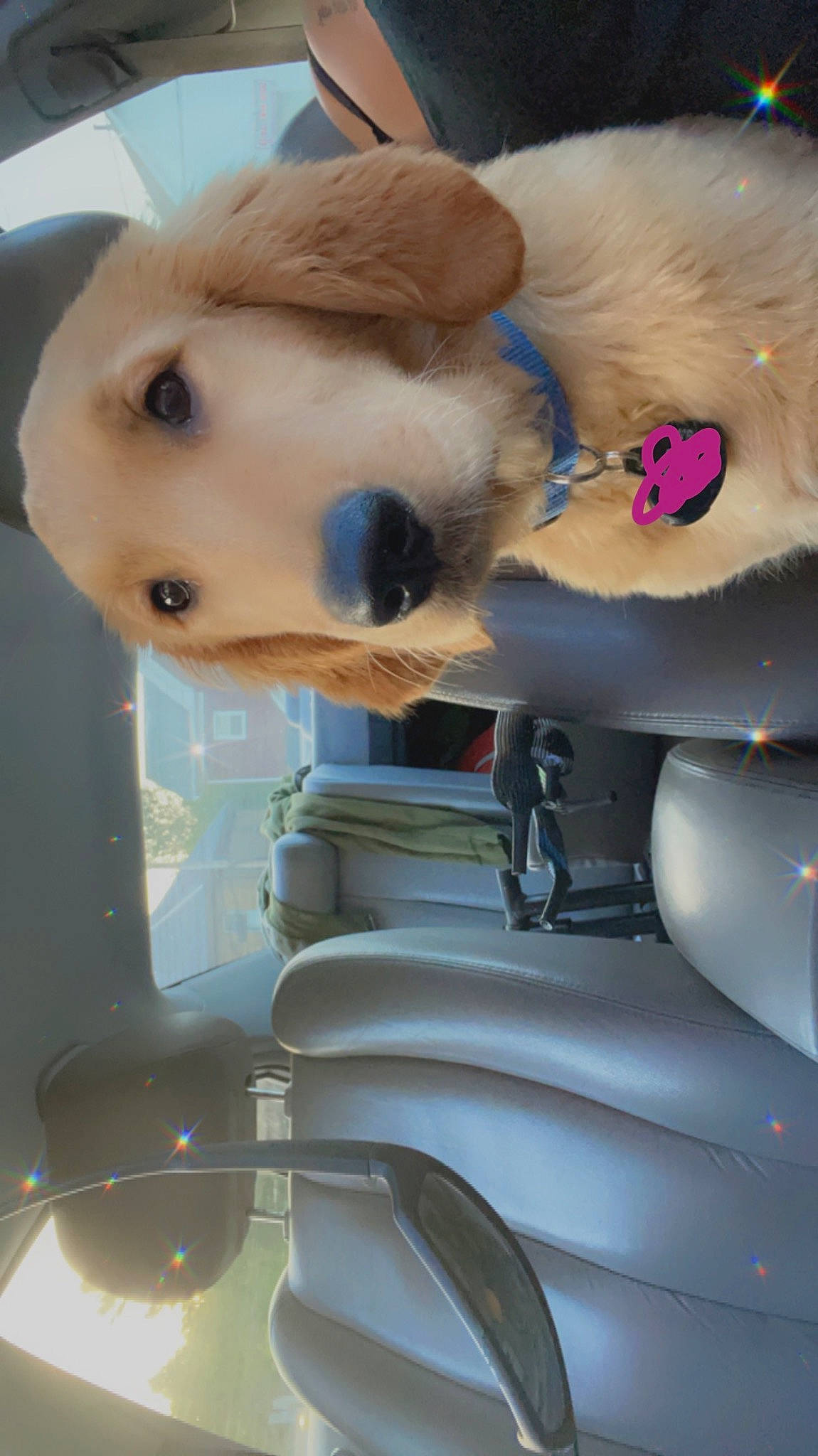 Renlow is registered to the contest to win money with this photo: automotive_design, canidae, carnivore, companion_dog, dog_breed, eyelash, fawn, fur, hat, non_sporting_group, plastic, plush, room, snout, sporting_group, stuffed_toy, textile, toy, whiskers, white