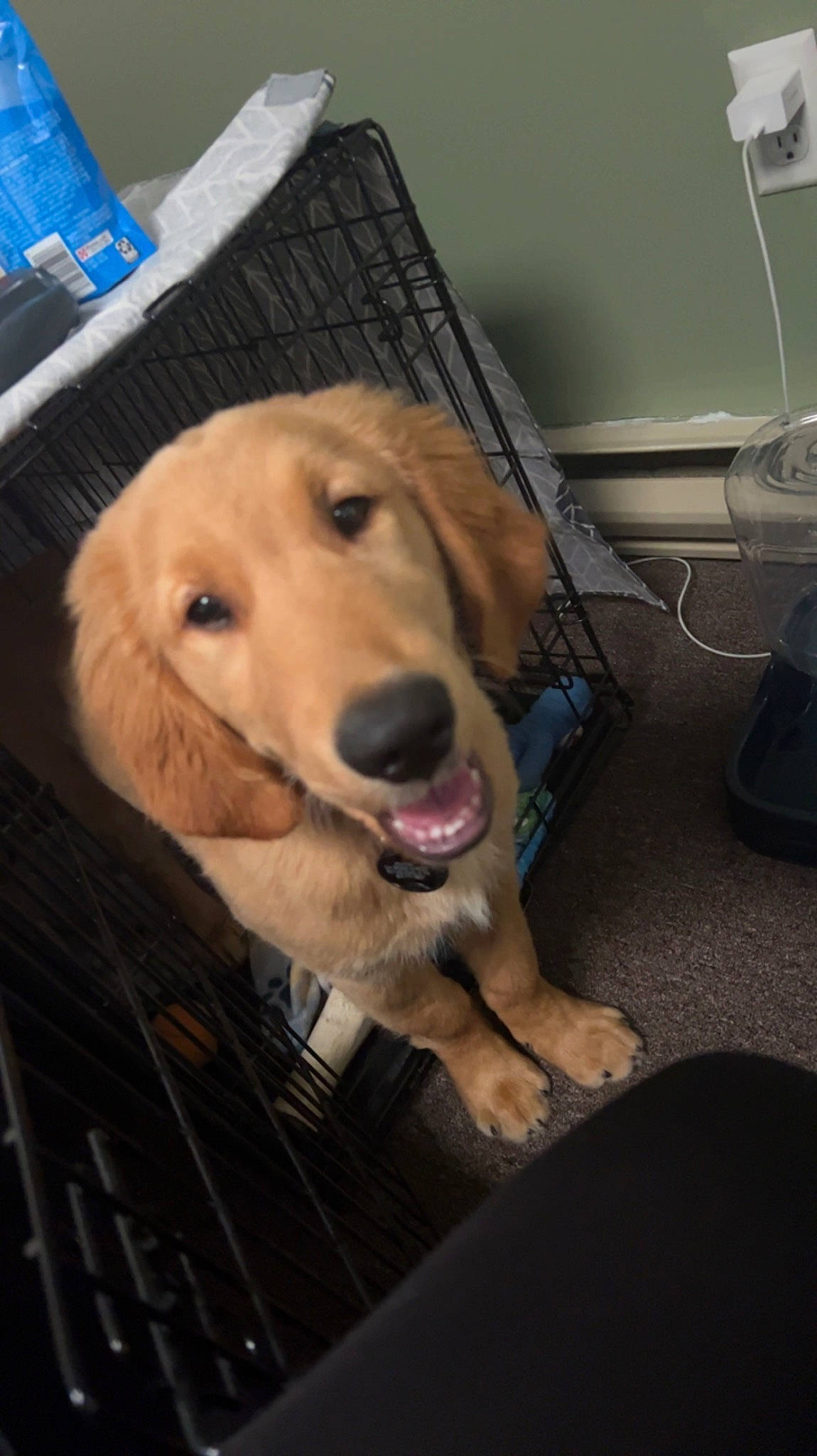 Renlow is registered to the contest to win money with this photo: canidae, carnivore, chair, companion_dog, dog, dog_breed, dog_supply, fashion_accessory, fawn, fur, leash, pet_supply, plant, retriever, selfie, snout, sporting_group, sports_equipment, whiskers, working_animal