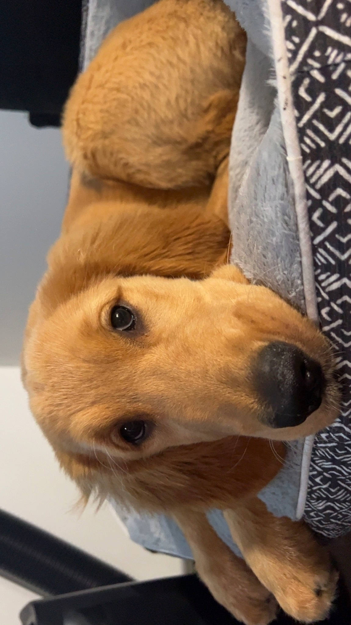 Renlow joined the competition — help win amazing prizes! canidae, carnivore, comfort, companion_dog, dog, dog_breed, ear, fawn, fur, liver, paw, retriever, snout, sporting_group, terrestrial_animal, whiskers, wood, working_animal, wrinkle