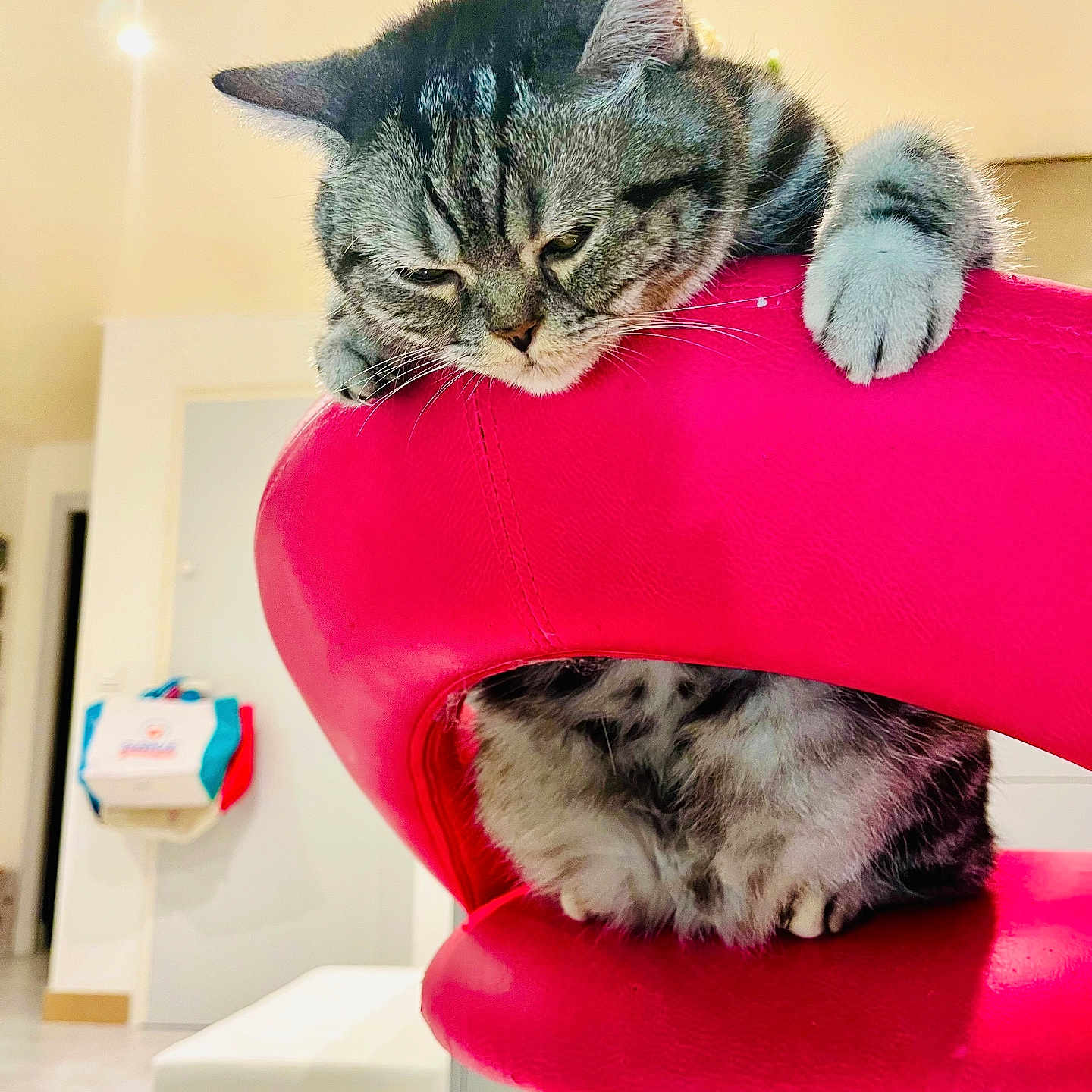 Nikita a rejoint le concours — aidez-le/la à gagner de superbes lots ! animal, cat, chair, cozy, cute, domestic, fluffy, fur, furniture, home, indoor, looking_down, modern, paws, pet, pink_chair, relaxed, resting, tabby, whiskers