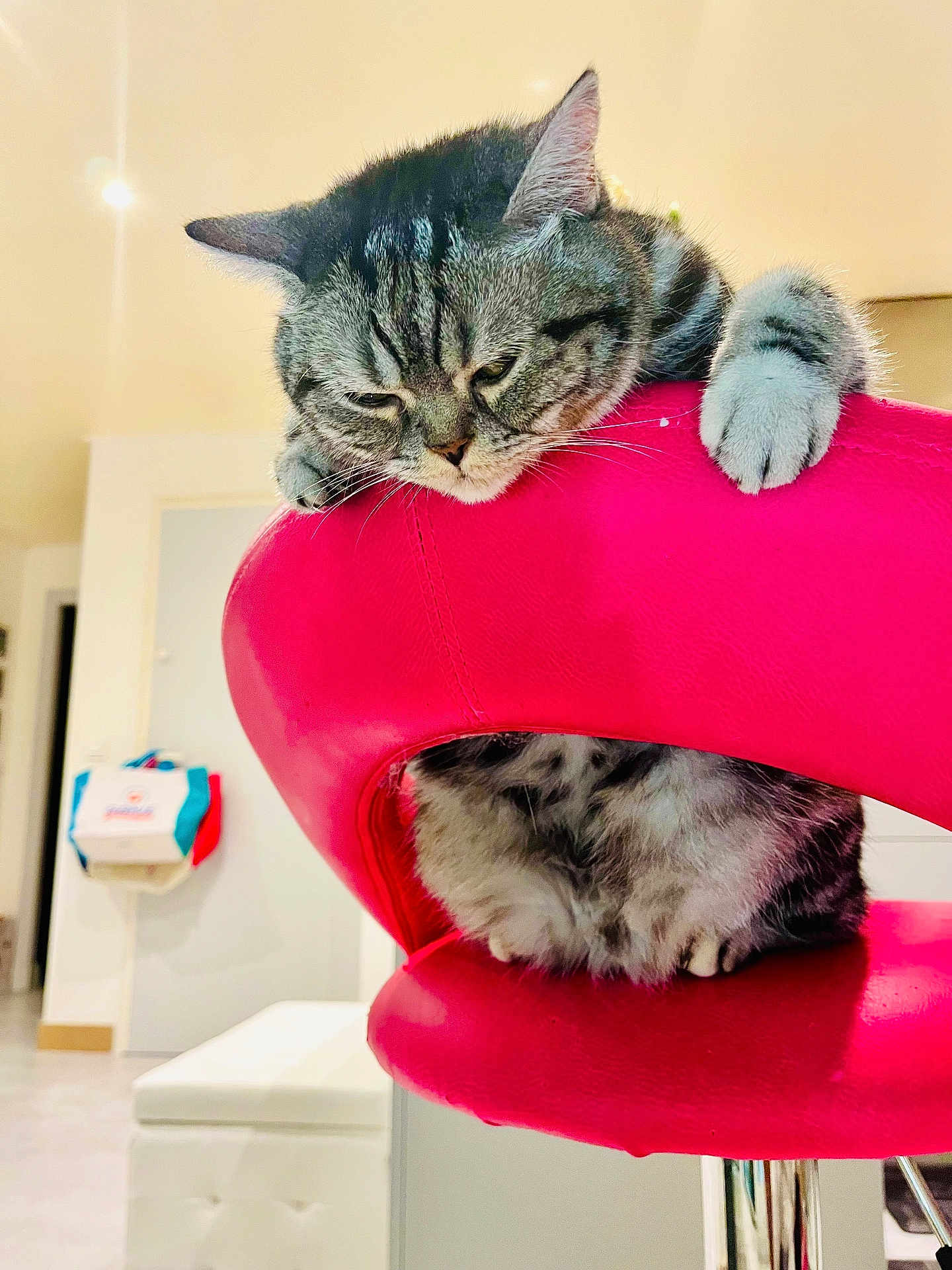 Nikita a rejoint le concours — aidez-le/la à gagner de superbes lots ! cat, tabby, indoor, furniture, chair, pink_chair, pet, animal, cute, fluffy, paws, relaxed, modern, home, domestic, cozy, resting, fur, whiskers, looking_down