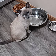 Coco Chanel Lofton joined the competition — help win amazing prizes! animal, blue_eyes, cat, curious, feline, floor, food_bowl, home, indoors, kibble, kitten, pet, pet_food, portrait, siamese_cat, sitting, stainless_steel, wall, water_bowl, wood_floor