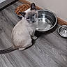 animal, blue_eyes, cat, curious, feline, floor, food_bowl, home, indoors, kibble, kitten, pet, pet_food, portrait, siamese_cat, sitting, stainless_steel, wall, water_bowl, wood_floor