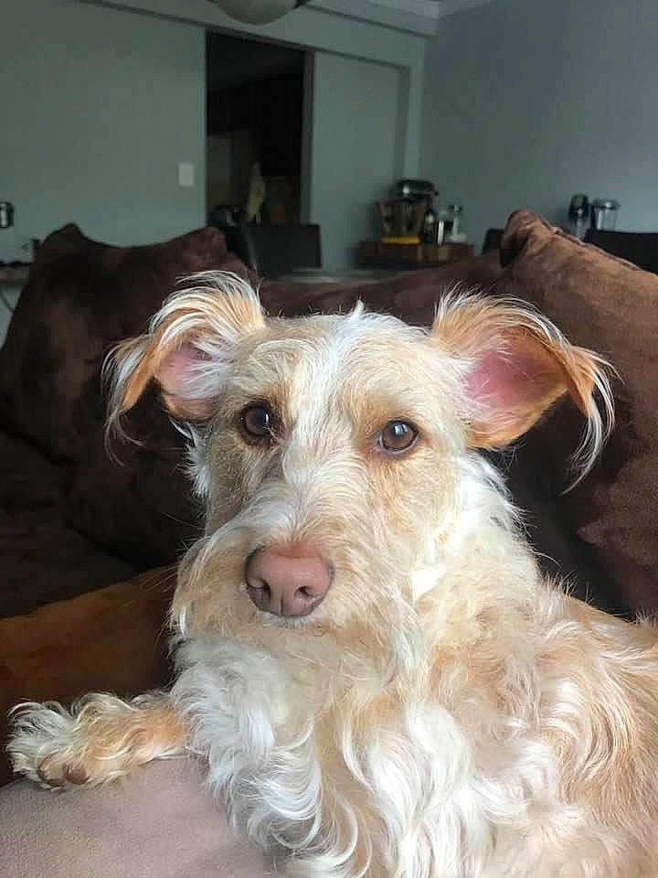 Norman joined the competition — help win amazing prizes! canidae, carnivore, companion_dog, dog, dog_breed, ear, fawn, fur, irish_terrier, lakeland_terrier, snout, sporting_group, terrestrial_animal, terrier, toy_dog, wood, working_animal