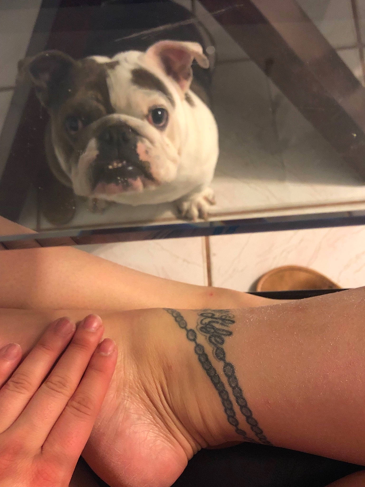 Sachi joined the competition — help win amazing prizes! american_bulldog, arm, bulldog, canidae, carnivore, companion_dog, dog, dog_breed, fawn, french_bulldog, human_body, leg, non_sporting_group, puppy, puppy_love, skin, snout, tattoo