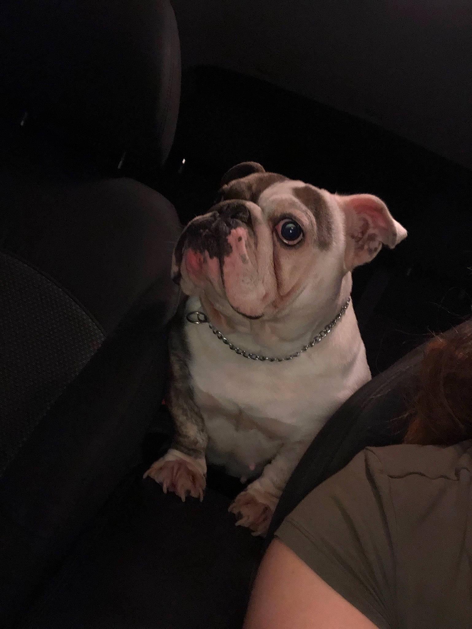 Sachi is registered to the contest to win money with this photo: american_bulldog, australian_bulldog, bulldog, canidae, carnivore, companion_dog, dog, dog_breed, fawn, french_bulldog, mammal, non_sporting_group, nose, old_english_bulldog, olde_english_bulldogge, puppy, skin, snout, toy_bulldog, white_english_bulldog