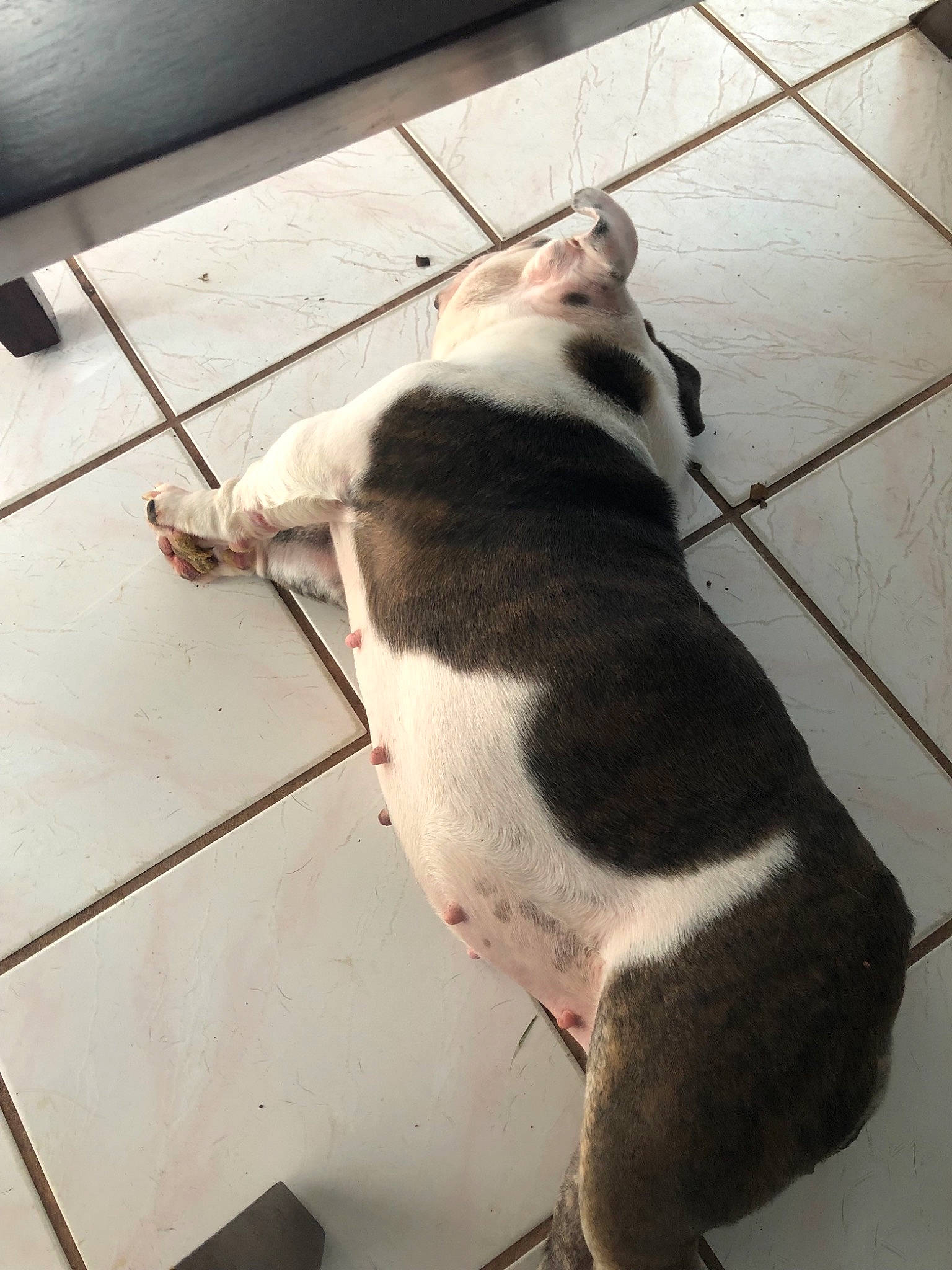 Sachi is registered to the contest to win money with this photo: american_bulldog, american_pit_bull_terrier, boston_terrier, canidae, carnivore, dog, dog_breed, fawn, non_sporting_group, pit_bull, snout, sporting_group, tail