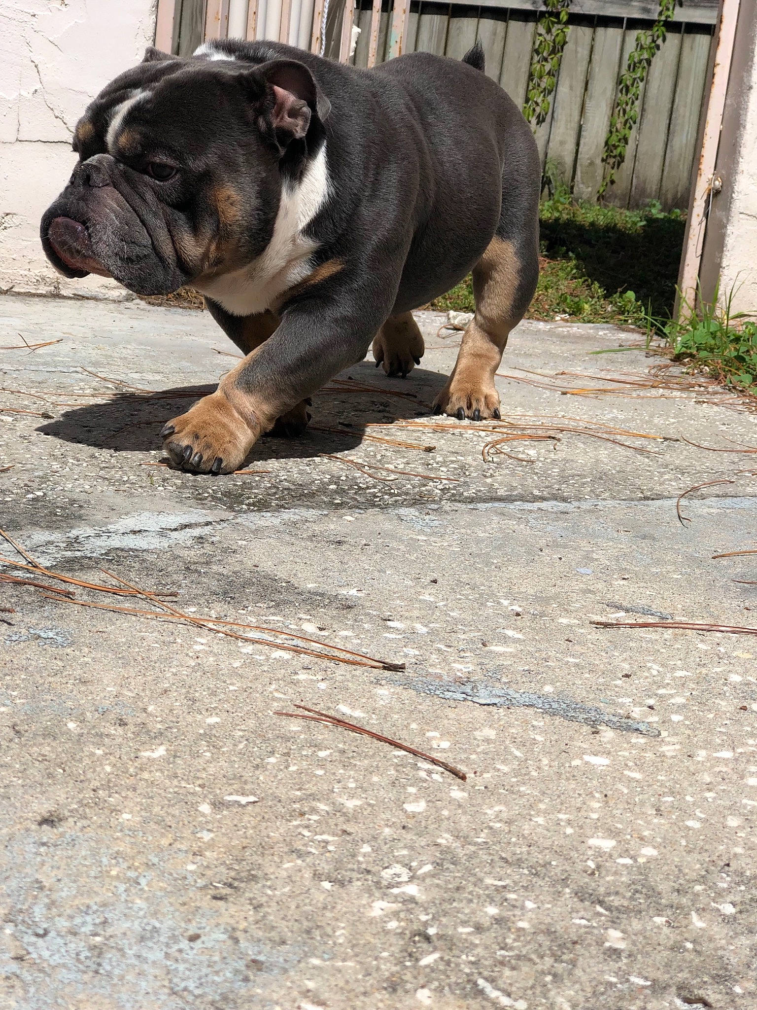 Papa Smurf joined the competition — help win amazing prizes! american_bulldog, australian_bulldog, bulldog, canidae, carnivore, companion_dog, dog, dog_breed, dorset_olde_tyme_bulldogge, fawn, mammal, molosser, non_sporting_group, old_english_bulldog, olde_english_bulldogge, rare_breed_dog, renascence_bulldogge, snout, toy_bulldog, vertebrate