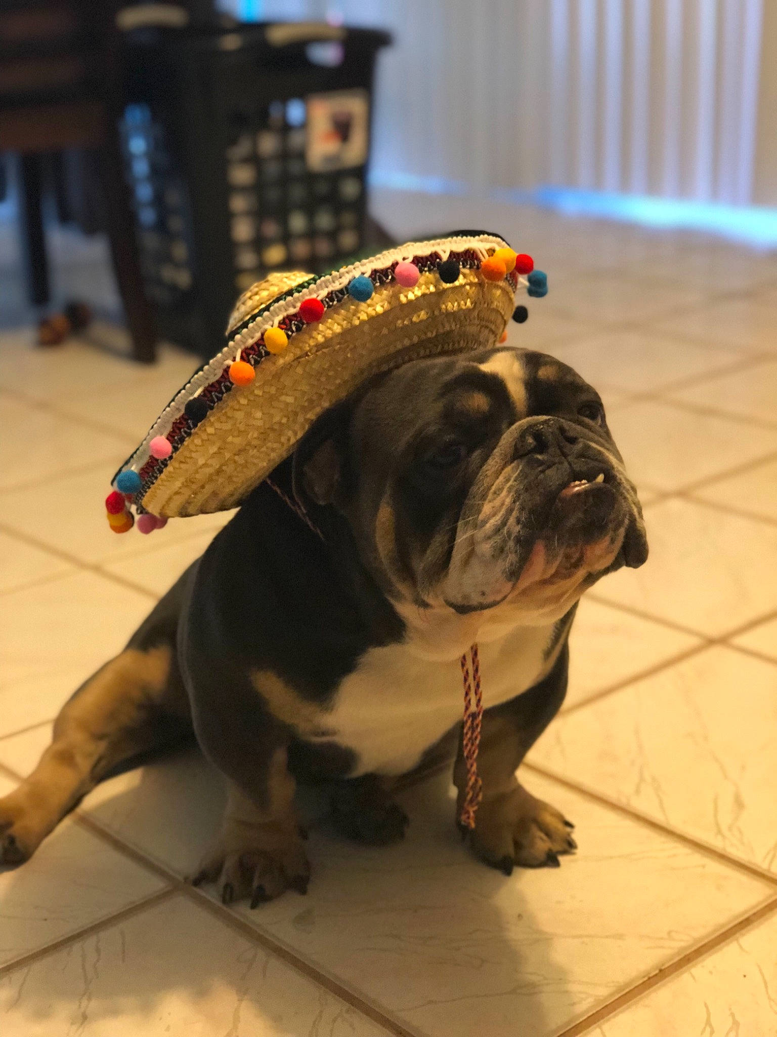 Papa Smurf joined the competition — help win amazing prizes! american_bulldog, ancient_dog_breeds, australian_bulldog, british_bulldogs, bulldog, canidae, carnivore, companion_dog, dog, dog_breed, fawn, french_bulldog, non_sporting_group, old_english_bulldog, olde_english_bulldogge, pug, renascence_bulldogge, snout, toy_bulldog, toy_dog