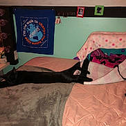 Mary Allen joined the competition — help win amazing prizes! bed, black_cat, blanket, cat, cozy, decor, desk, furniture, indoor, lights, mirror, pet_house, picture_frame, polka_dot, remote_control, room, sleeping, stationery, stretching, wall