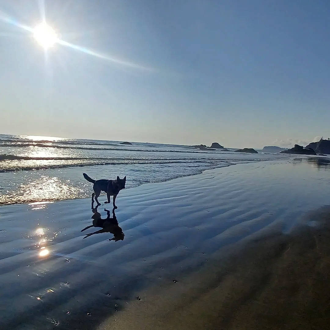 Hansel joined the competition — help win amazing prizes! astronomical_object, beach, calm, carnivore, cloud, dog, dog_breed, dusk, evening, horizon, lake, landscape, shore, sky, sunlight, tree, water, wind_wave, winter, wood