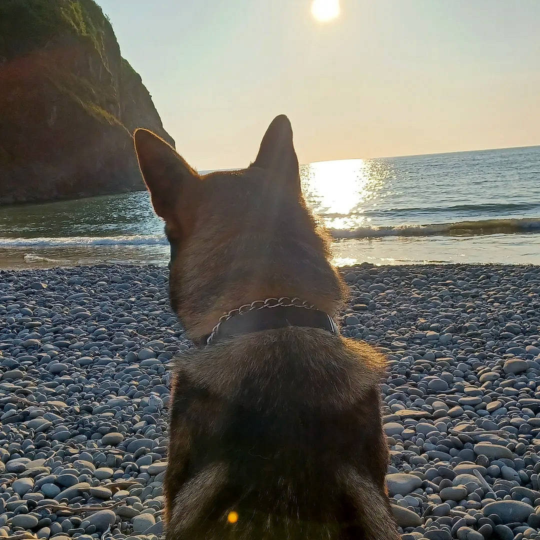 Hansel joined the competition — help win amazing prizes! beach, canidae, carnivore, collar, dog, dog_breed, dog_collar, fawn, horizon, lake, light, morning, sky, snout, sporting_group, sunlight, tail, water, whiskers, working_animal