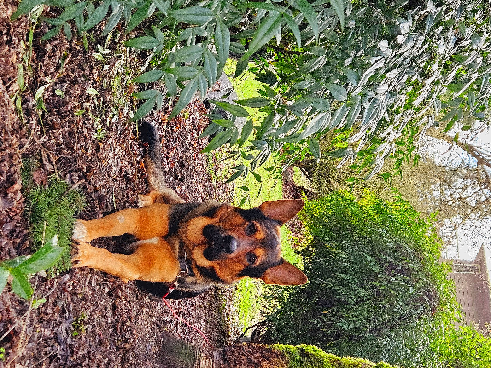 Hansel joined the competition — help win amazing prizes! canidae, carnivore, companion_dog, dog, dog_breed, fawn, german_shepherd_dog, grass, groundcover, guard_dog, herding_dog, liver, plant, shrub, sporting_group, tail, terrestrial_animal, tree, working_animal, working_dog