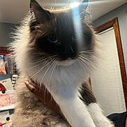 Roman joined the competition — help win amazing prizes! cat, fluffy, blue_eyes, pet, indoor, hand, person, window_blinds, light_flare, whiskers, feline, animal, domestic, close_up, fur, mammal, cute, portrait, holding, house