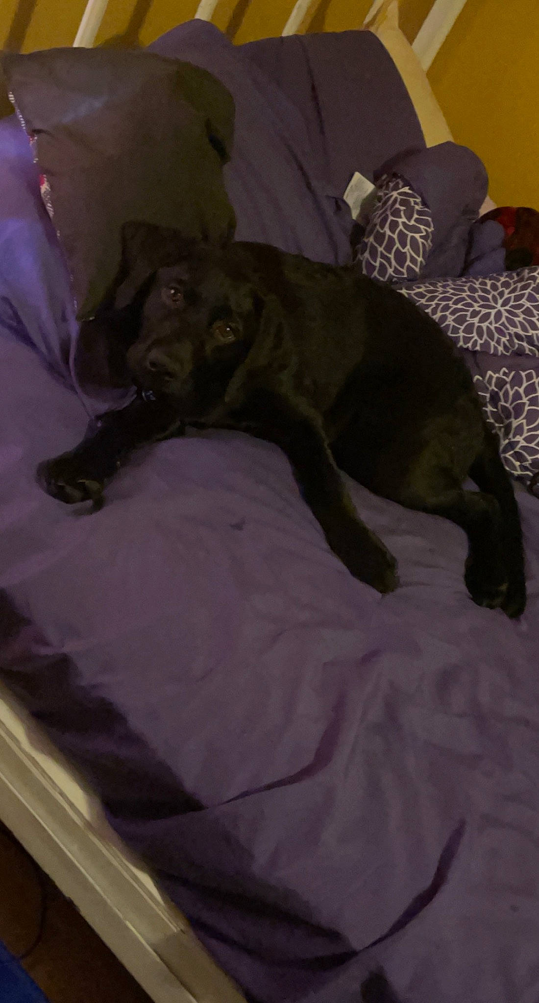 Max is registered to the contest to win money with this photo: bed, bedding, canidae, carnivore, comfort, companion_dog, dog, dog_breed, fawn, felidae, grey, guard_dog, linens, liver, nap, room, sporting_group, tail, terrestrial_animal, working_animal