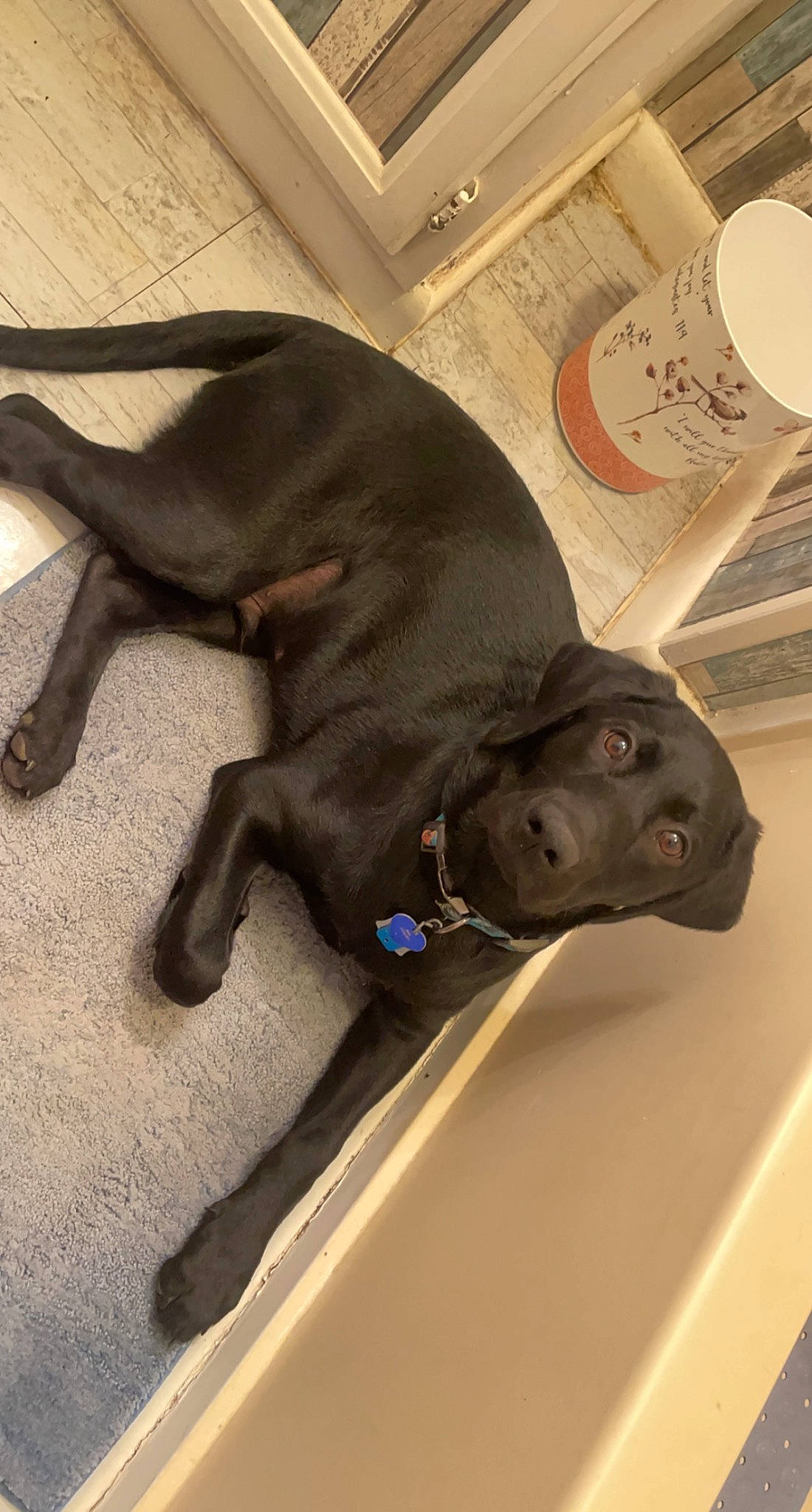 Max joined the competition — help win amazing prizes! borador, canidae, carnivore, comfort, companion_dog, dog, dog_breed, dog_collar, fawn, fur, grey, guard_dog, liver, mammal, non_sporting_group, snout, sporting_group, tail, terrestrial_animal, working_animal